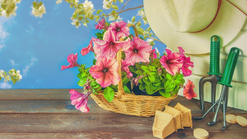 7 plante cu flori superbe de care poate nu ai auzit